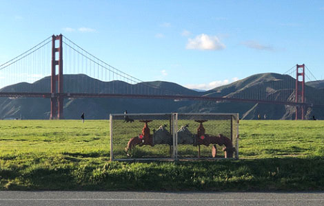 Golden Gate Bridge as a backdrop in San Francisco, CA 